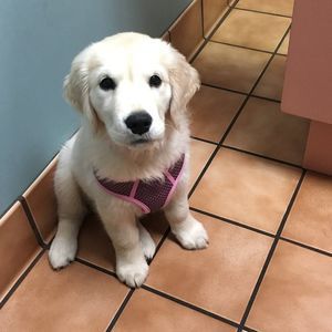 Meet your Posher, Casey